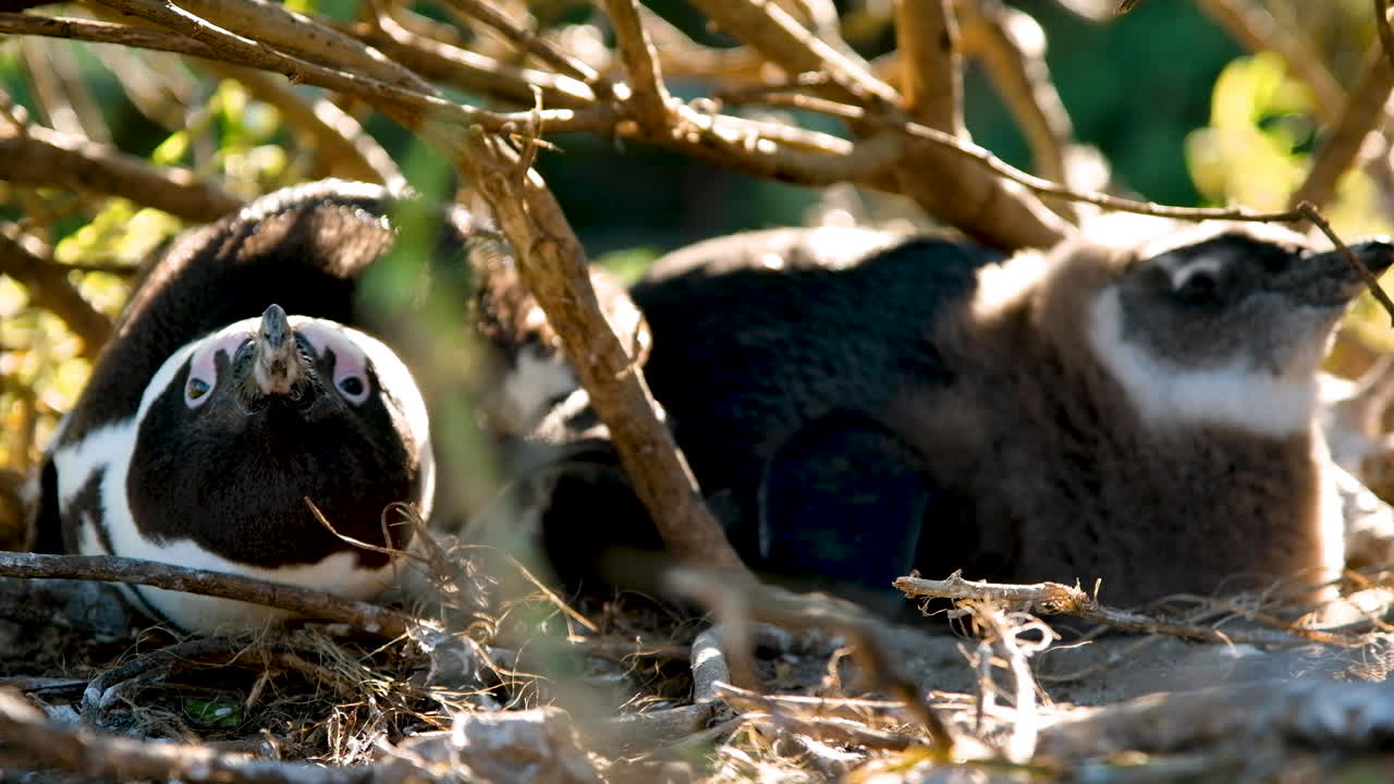 Madre pinguino africano che protegge il suo pulcino sotto un cespuglio, sdraiata a terra, scatto ravvicinato ad angolo basso.