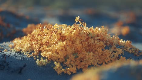 Colorful-succulent-like-miniature-plants-grow-on-the-sandy-beach-are-captured-in-a-close-up-parallax-shot