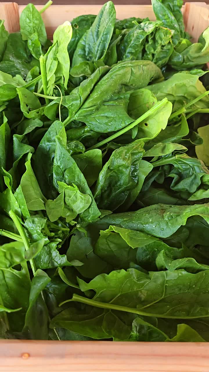 Vertical shot showing fresh spinach leaves with water droplets resting in a wooden crate
