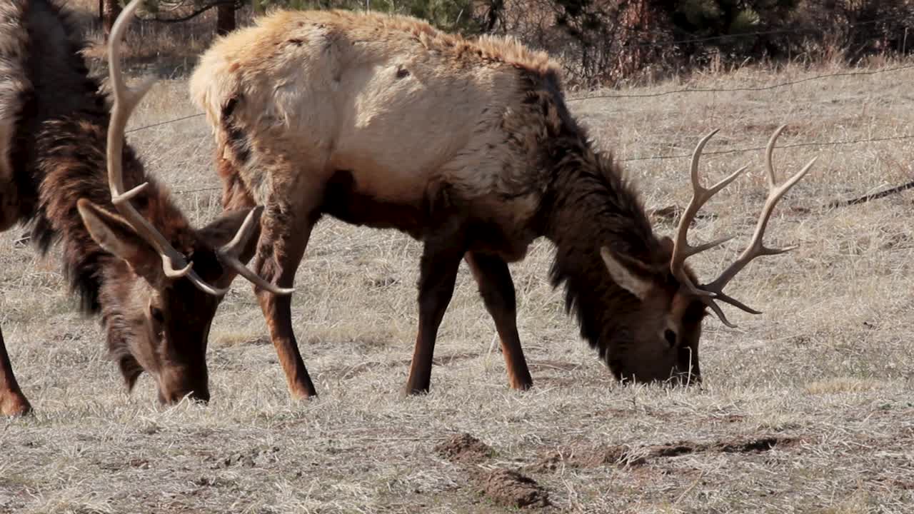una pequeña manada de alces toros segregados cerca de estes park colorado están pastando a principios de la primavera