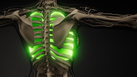 examen radiológico de los pulmones humanos