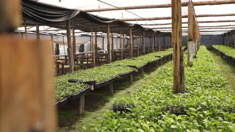 Revealing-Shot-of-Industrial-Greenhouse-Rows-of-Benches-with-Growing-Yerba-Mate