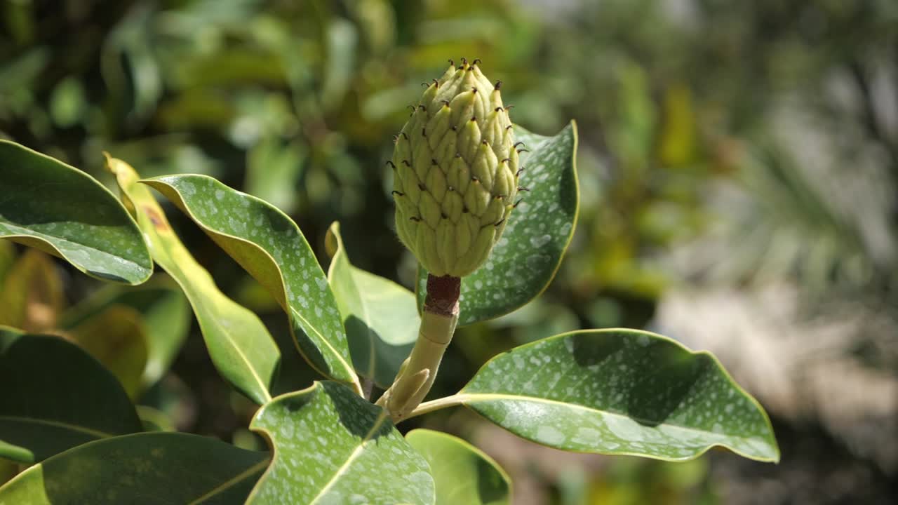 frutos y hojas del árbol de magnolia en un día soleado de verano
