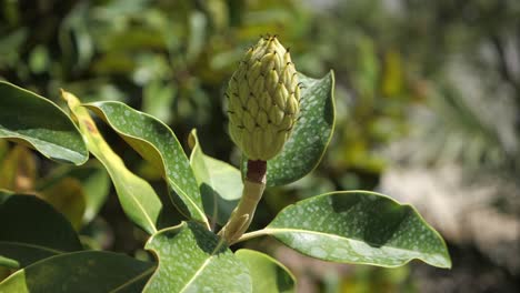 magnolia tree fruit and leaves on a sunny summer day