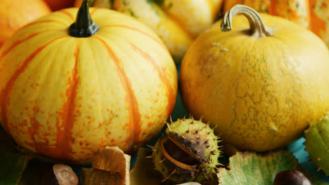 Yellow-pumpkins-laid-with-chestnut