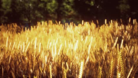 scene of sunset or sunrise on the field with young rye or wheat in the summer