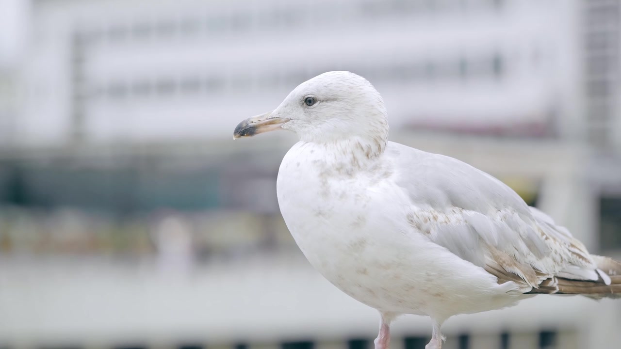 Retrato em close-up de gaivota branca ao lado da orla urbana em Riga, Letônia