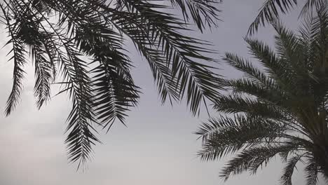 Ramas-De-Palmeras-En-Un-Día-Ventoso,-Cielo-Despejado,-Tiro-Estático,-ángulo-Bajo