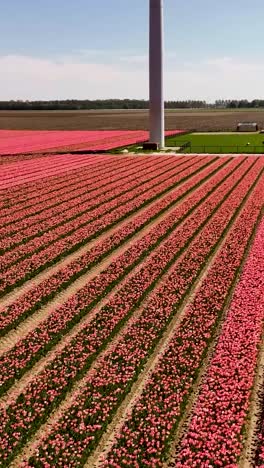 aerial view of tulip fields with windmills in holland
