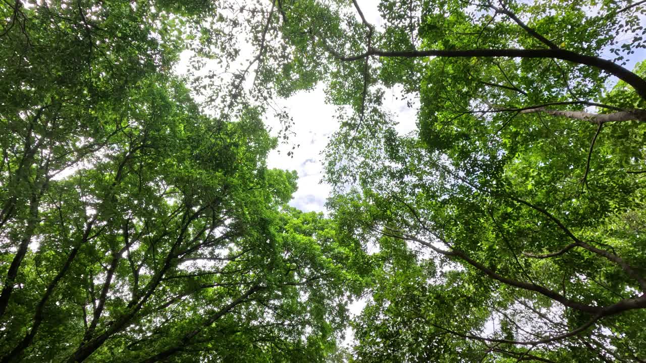 vista hacia arriba de los árboles y el cielo, cambiando la perspectiva.