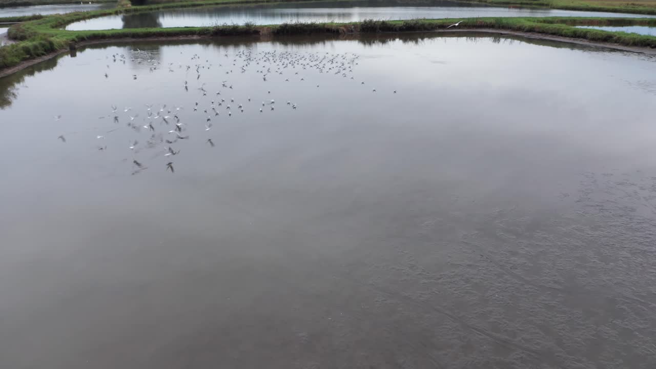 Aerial view of a gulls swarm taking off from a pond, 4k
