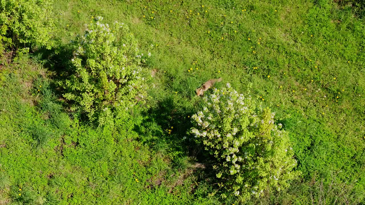 Drone observes fox searching prey among bright green meadow and spring trees