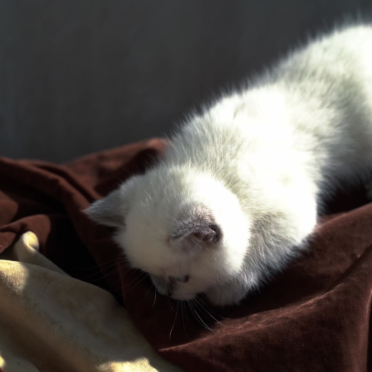 White fluffy cat walking over the bed. Tiny beautiful kitten searching for something. Sweet kitty on the brown bedclothes