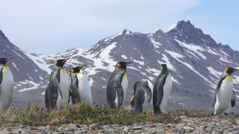 pingüinos rey en un paisaje frío con montañas nevadas en el fondo