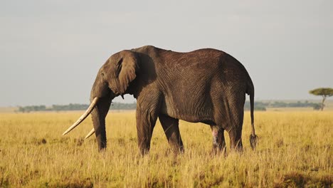 African-Wildlife,-Elephant-in-Maasai-Mara,-Africa,-Kenya-Safari-Animals-of-Large-Male-with-Big-Tusks-Eating-Feeding-and-Grazing-in-Beautiful-Golden-Light-in-Vast-Wide-Open-Savanna-in-Masai-Mara