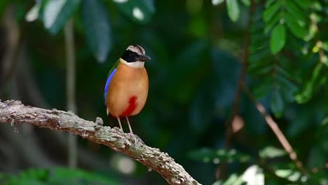 the blue-winged pitta has seven visible colours and it is commonly found in thailand and other southeast asian countries