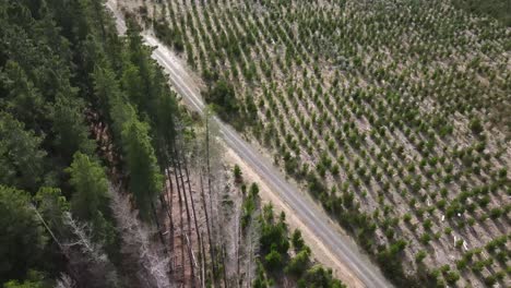 Drone-aerial-over-tall-green-pines-next-to-a-young-pine-forest-on-a-country-road