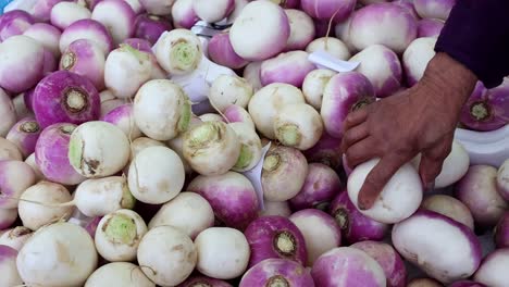 mano de anciana de etnia africana recogiendo nabos, brassica rapa subsp, en un puesto de mercado