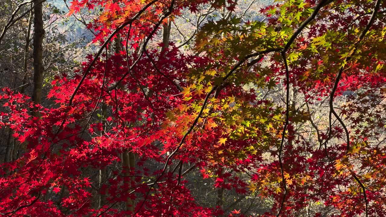 Beautiful autumn color silhouettes close up