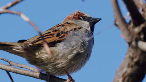 male house sparrow singing with blue sky in the background, bird perched on branch tweeting