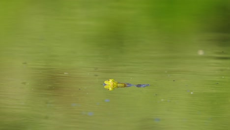 frog peeks out of water sitting still, then swimming away