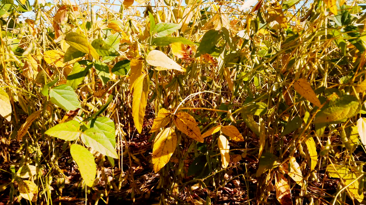un campo de plantación de soja en las zonas rurales