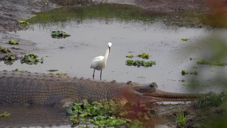 Ein-Reiher,-Der-Neben-Einem-Gharial-krokodil-In-Einem-Kleinen-Wasserbecken-Im-Chitwan-nationalpark-In-Nepal-Fischt