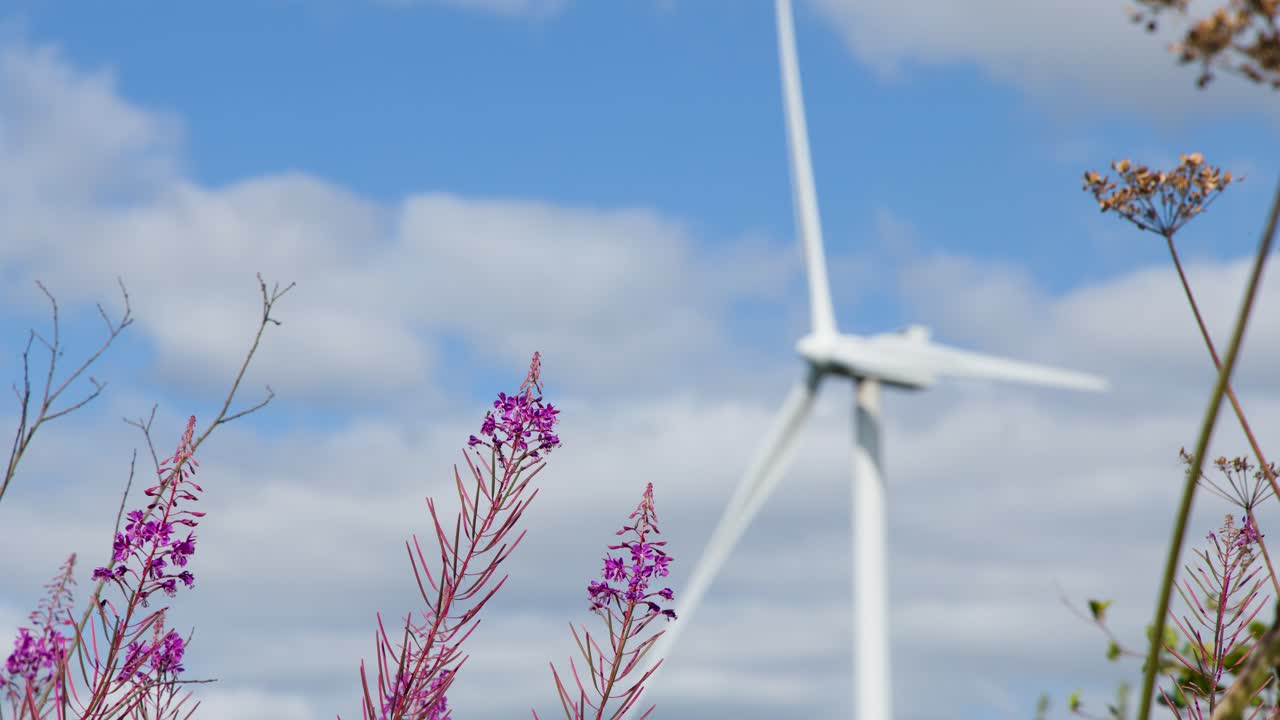 Wind turbine blades spin behind blooming fireweed, under bright daylight and partly cloudy sky