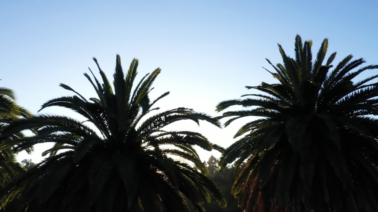 Los Angeles, Kaliforniya'daki bir parkta, altın gün batımı saatinde, güneşin palmiye ağaçlarının arasından süzüldüğü ve açık mavi gökyüzünün olduğu, sağa kaydırılan çok sayıda palmiye ağacının drone çekimi