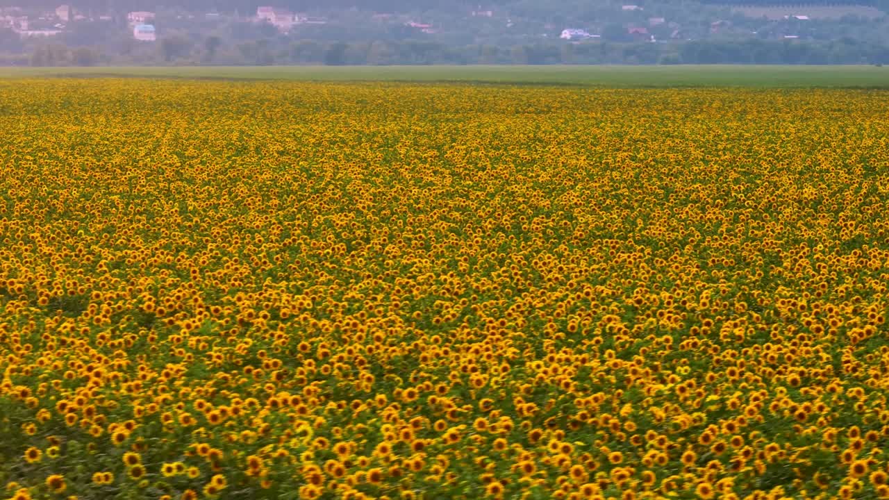Vasto campo di girasoli