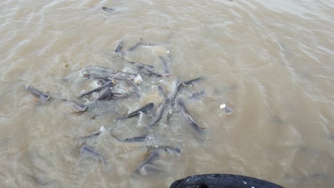 feeding of fish freshwater fish that was raised in river and nature in the day