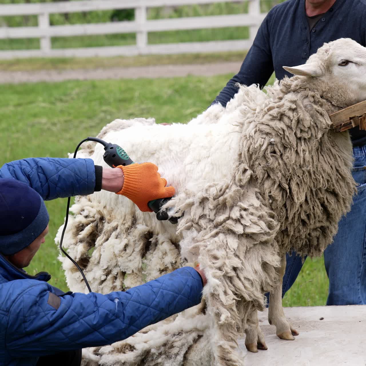 Shearing ecological wool from sheep. Professional farmers cutting curly wool of a sheep with electric hair clipper outdoors. Traditional sheep shearing in spring