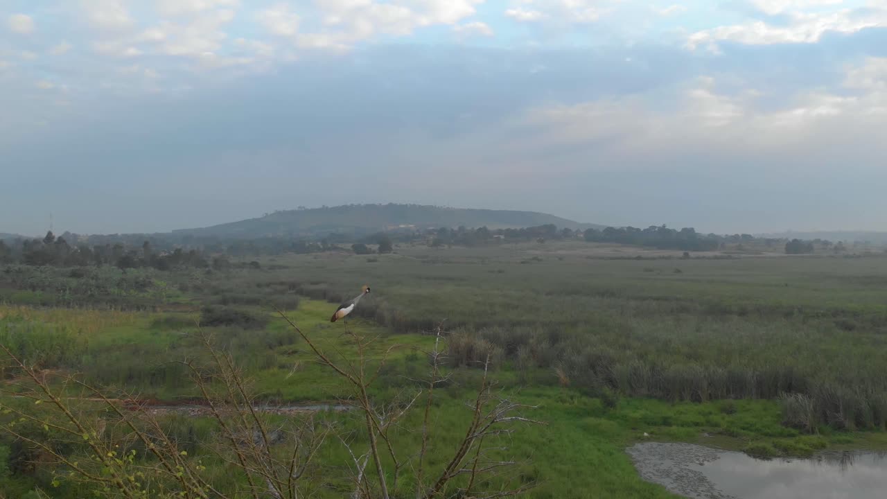 órbita aérea alrededor de una grulla crestada encaramada en una rama alta sobre el lago victoria