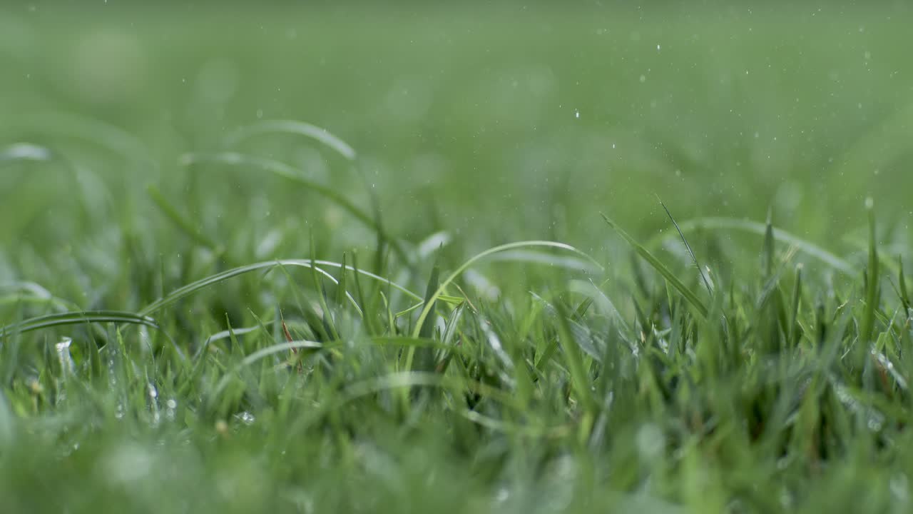 hierba verde de primer plano gotas de lluvia cayendo lentamente sobre la hierba. disparado en cámara súper lenta