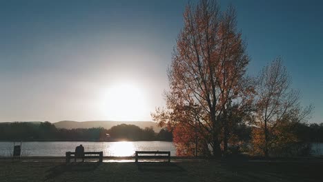 The-shape-view-of-Danube-with-a-big-tree-and-benches