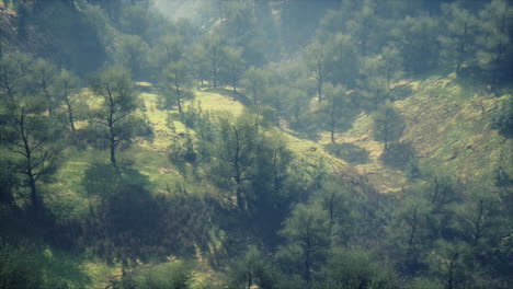 misty forest on a mountainside