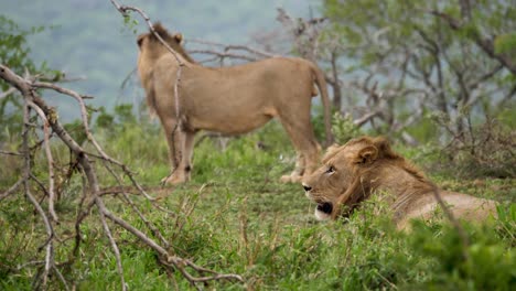 Leones-Machos-En-El-Paisaje-De-Pastizales-De-Sabana-Africana---Vista-Estática