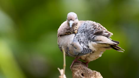 Primer-Plano-De-Una-Hermosa-Paloma-De-Orejas-Acicalándose-Sus-Plumas-Mientras-Está-De-Pie-Sobre-Una-Roca