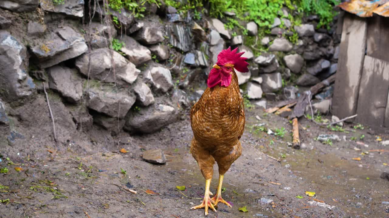 portrait rooster on a natural background, farm birds - Close up of a beautiful cock outdoors among green leaves. Profile portrait of a rooster in a garden