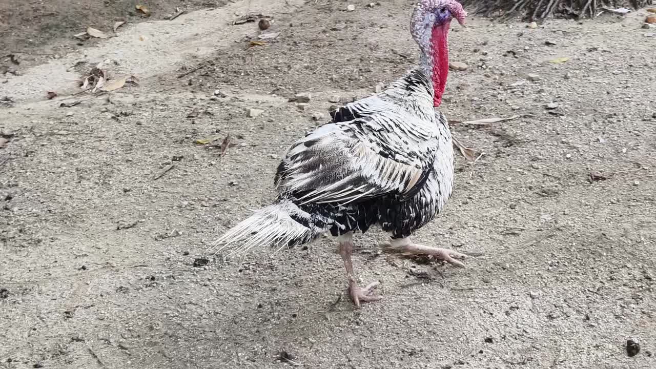 Turkeys in a natural environment