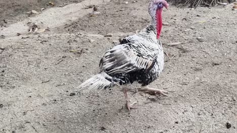 turkeys in a natural environment