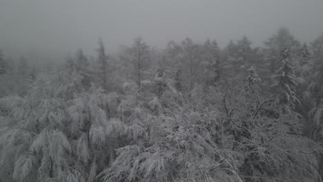 treetops covered with snow on a misty winter day in the center of poland - aerial pullback