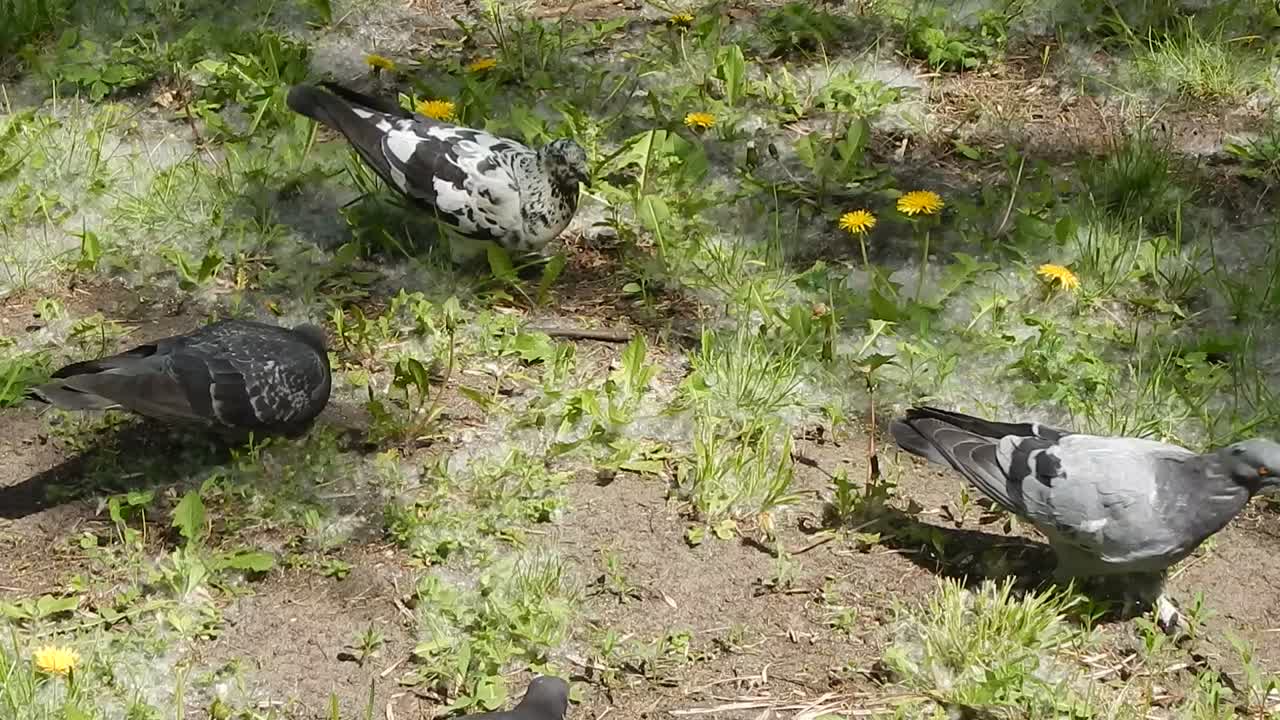 Animals on the background of an enclosure and nature