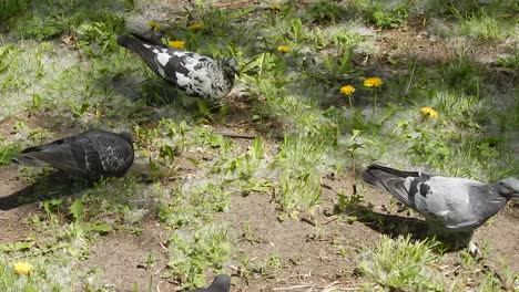 animals on the background of an enclosure and nature
