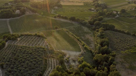 Plantaciones-De-Olivos-Y-Viñedos-En-La-Hermosa-Provenza-De-Francia