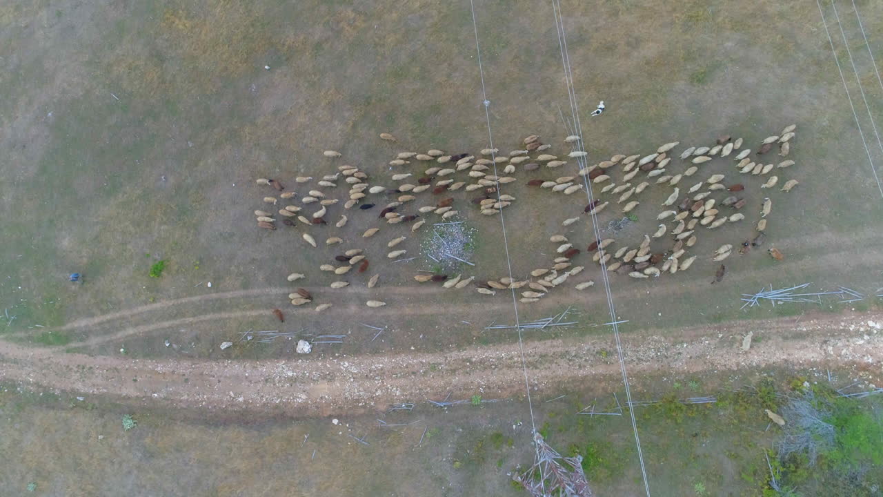 양 떼가 풀을 뜯으러 갔다