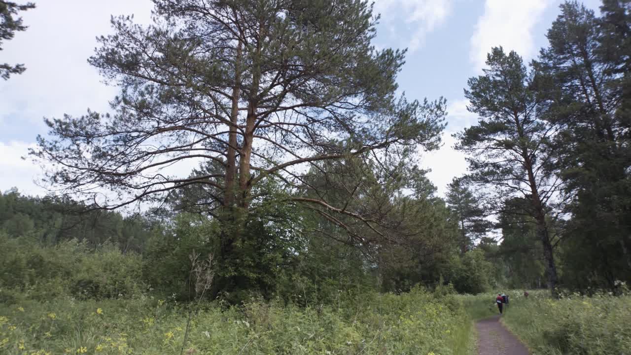 сосновая лесная тропа с пешеходами