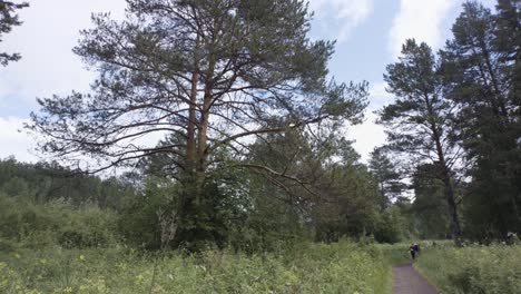 sendero del bosque de pinos con excursionistas