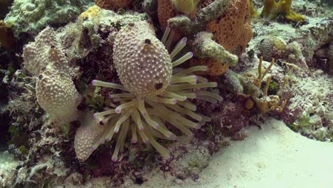 anemone on the reef