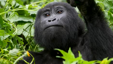 A-close-up,-4K-gimbal-shot-of-an-endangered-mature-mountain-gorilla,-living-among-their-natural-jungle-habitat,-Bwindi-Impenetrable-Forest-National-Park-of-Uganda,-Africa